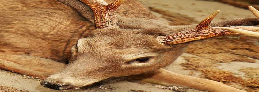 Alabama Whitetail Deer Hunting
