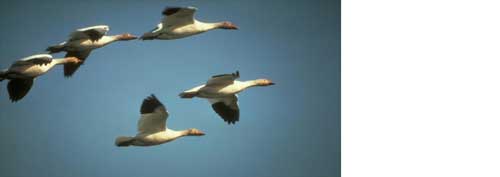 Spring Snow Goose Hunting Excitement