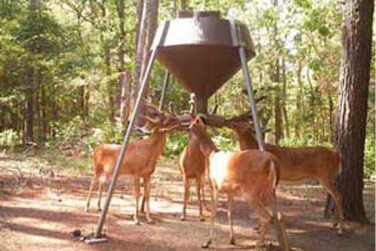 Spring Food Plots Preparations for Deer Hunting Season Hunting Magazine