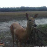 Trail Camera Coverage by Teri Woodrum