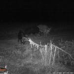Trail Camera Coverage by Teri Woodrum