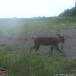 Trail Camera Coverage by Teri Woodrum