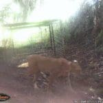 Trail Camera Coverage by Teri Woodrum