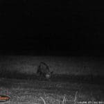 Trail Camera Coverage by Teri Woodrum