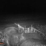 Trail Camera Coverage by Teri Woodrum