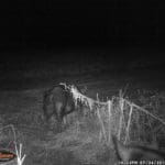 Trail Camera Coverage by Teri Woodrum