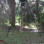 Trail Camera Coverage by Teri Woodrum