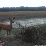 Trail Camera Coverage by Teri Woodrum