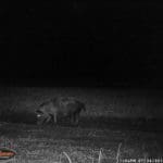 Trail Camera Coverage by Teri Woodrum
