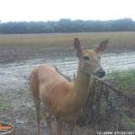 Trail Camera Coverage by Teri Woodrum