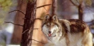 Arizona Game and Fish  to Sue Federal Officials Over Mexican Wolf Recovery Plan Mexican Wolf - Photo by AGFD