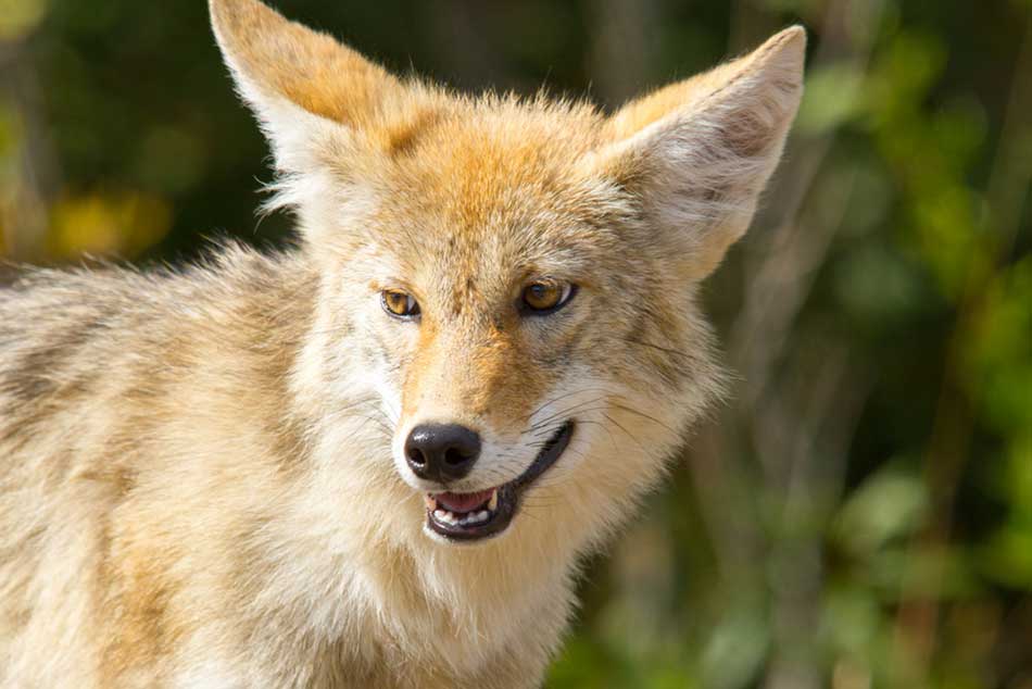 Approximately 180 coyotes in three states will be monitored by radio collar for 2 years.