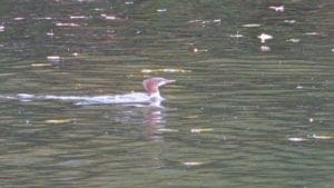 Common Merganser