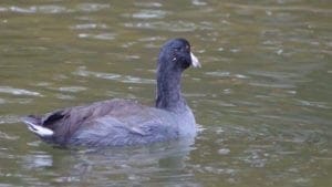 American Coot