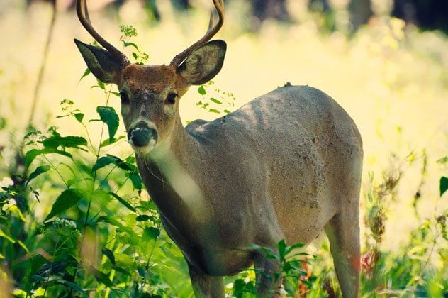 A whitetail was found near a Meridian Township residence