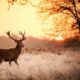 Stag Deer | Hunting Magazine