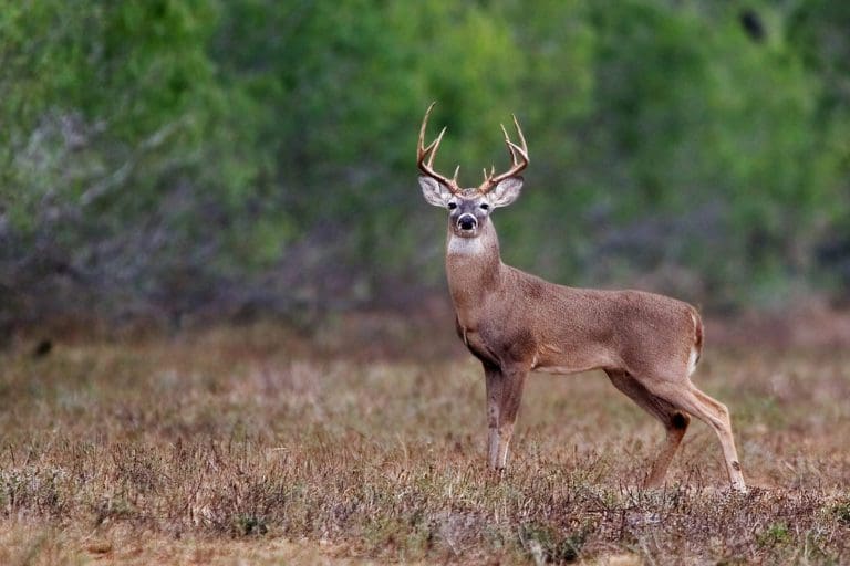 Guide to Deer Lures and Scents Hunting Magazine