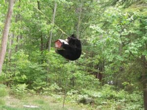 bear_birdfeeder_Park Ranger