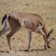 Another deer confirmed for CWD