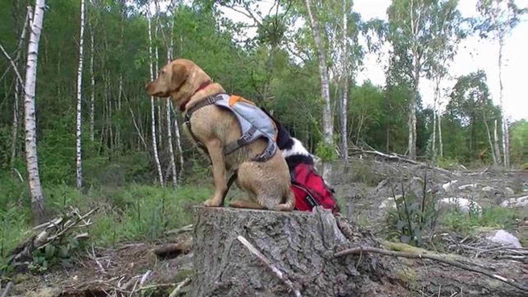 Trail Dogs wearing the new Ruff Wear Trail Packs, chasing mountain ...