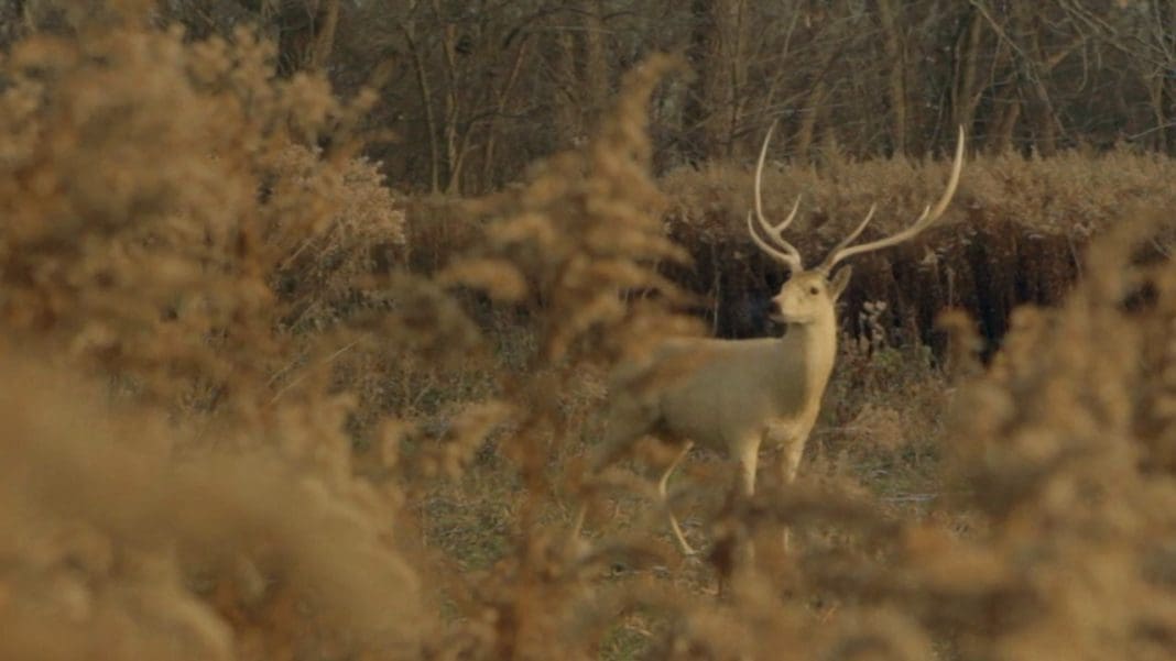 Mossy Oak "Deer Hunting" Hunting Magazine