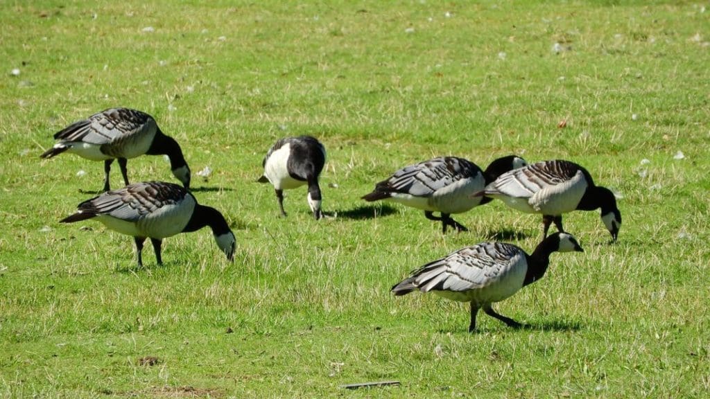 Molting Geese Can Cause Frustration for Land Owners Hunting Magazine