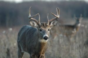 buck_1