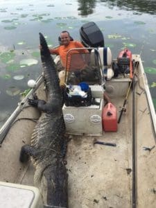 Massive South Carolina Gator - 603 lbs.