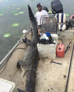 Massive South Carolina Gator - 603 lbs.