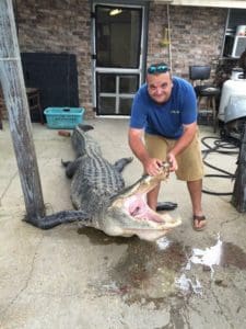 Massive South Carolina Gator - 603 lbs.