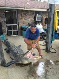 Massive South Carolina Gator - 603 lbs.