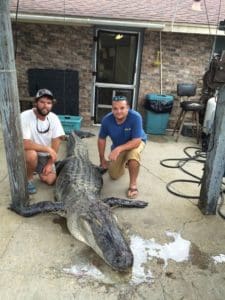 Massive South Carolina Gator - 603 lbs.