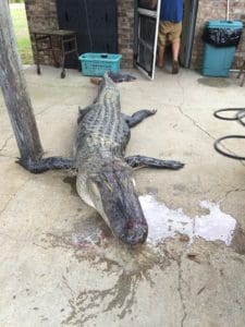 Massive South Carolina Gator - 603 lbs.