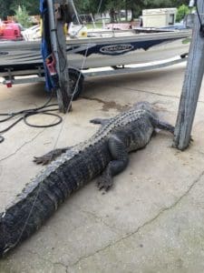 Massive South Carolina Gator - 603 lbs.