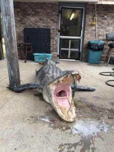 Massive South Carolina Gator - 603 lbs.