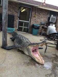 Massive South Carolina Gator - 603 lbs.