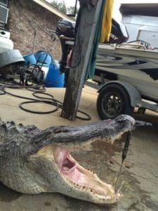 Massive South Carolina Gator - 603 lbs.