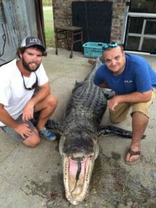 South Carolina Gator Hunters' Bag Monster 603 Pound Gator