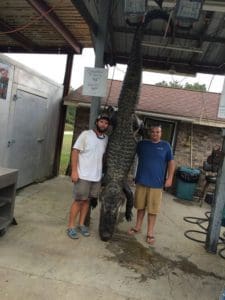 Massive South Carolina Gator - 603 lbs.