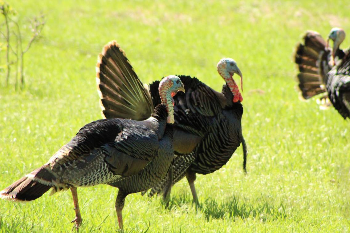Oklahoma Turkey Hunting Season Photos by Chris Boswell