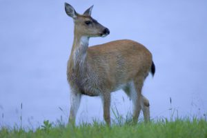 Hunting Black Tailed Deer is just one of species Hawaii offers | Hunting Magazine