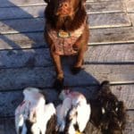 2012 Photo of Duke the family dog. Duke has been hunting since a pup. The Eider Ducks shot with a Benelli 12 Gauge Shotgun