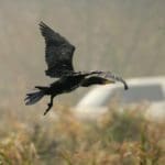 Ducks | Hunting Magazine