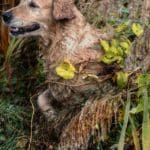 Duck Hunting Dog | Hunting Magazine