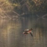 Ducks | Hunting Magazine