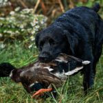 Duck Hunting Dog | Hunting Magazine