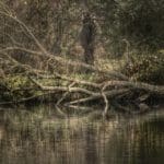 Duck Hunter | Hunting Magazine