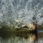 Duck Hunting Dog | Hunting Magazine