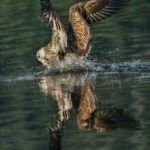 Bird Catching Fish from water