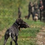 Duck Hunting Dog | Hunting Magazine